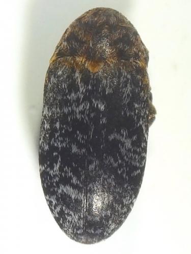 Réf. 275 174 : Dermestes undulatus